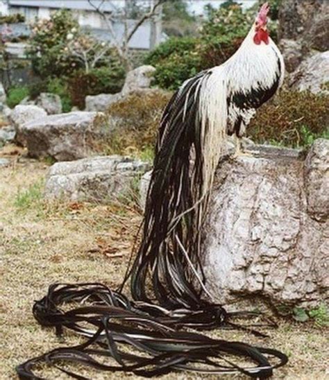 do chickens have tails|japanese long tailed rooster.